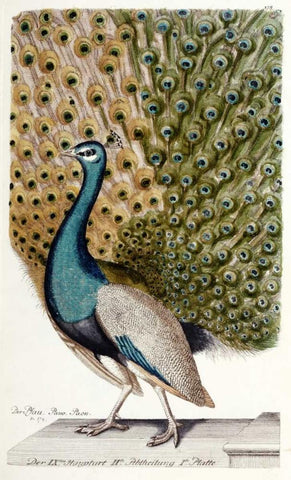 Male Peacock In Full Display White Modern Wood Framed Art Print with Double Matting by Leonhard, Johann