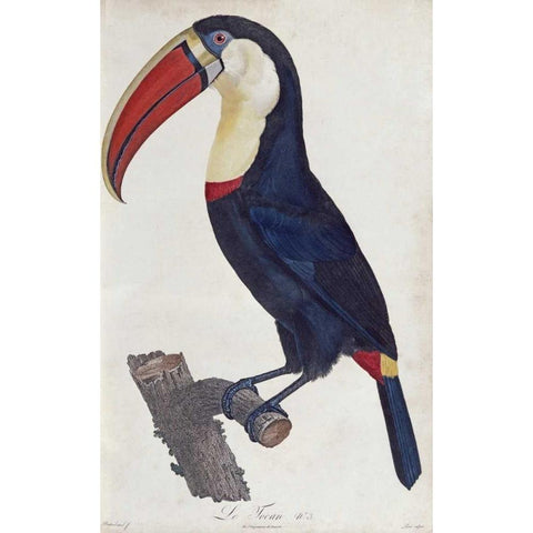 Toucan White Modern Wood Framed Art Print by Levaillant, Francois