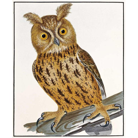 Owl Gold Ornate Wood Framed Art Print with Double Matting by Lewin, William