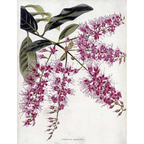 Combretum Purpureum Gold Ornate Wood Framed Art Print with Double Matting by Loddiges, Conrad