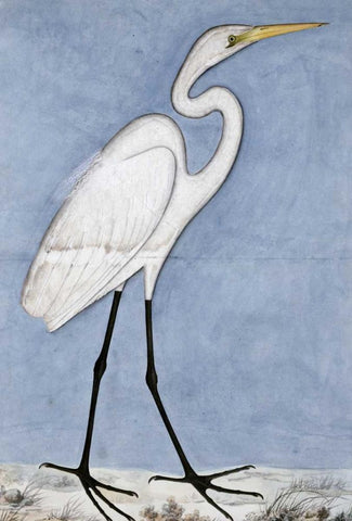 Great Egret White Modern Wood Framed Art Print with Double Matting by Lucknow School