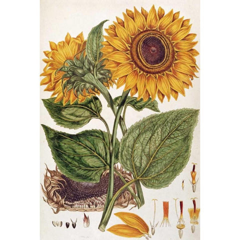 Sunflower Gold Ornate Wood Framed Art Print with Double Matting by Miller, John