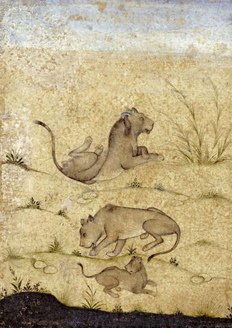 A Family of Lions White Modern Wood Framed Art Print with Double Matting by Mughal