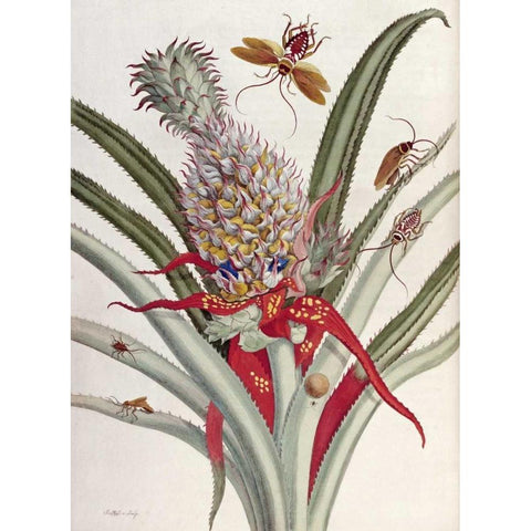 Pineapple - Ananas With Surinam Insects Gold Ornate Wood Framed Art Print with Double Matting by Mulder, J.