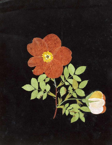 Cut Out Watercolour of a Flower White Modern Wood Framed Art Print with Double Matting by Nash, Margaret