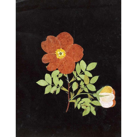 Cut Out Watercolour of a Flower Black Modern Wood Framed Art Print by Nash, Margaret