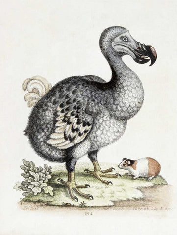 The Dodo Black Ornate Wood Framed Art Print with Double Matting by Nodder, Frederick P.