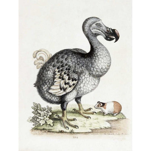 The Dodo Black Modern Wood Framed Art Print by Nodder, Frederick P.