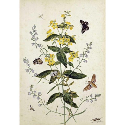Yellow Loosestrife and Other Wild Flowers Gold Ornate Wood Framed Art Print with Double Matting by Robins, Thomas Jr.