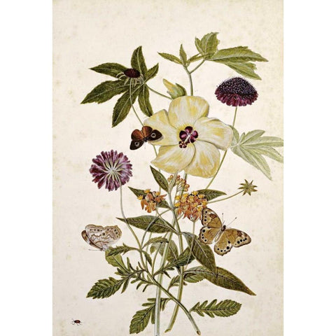 Milkweed, Poppy and Hibiscus Black Modern Wood Framed Art Print by Robins, Thomas Jr.