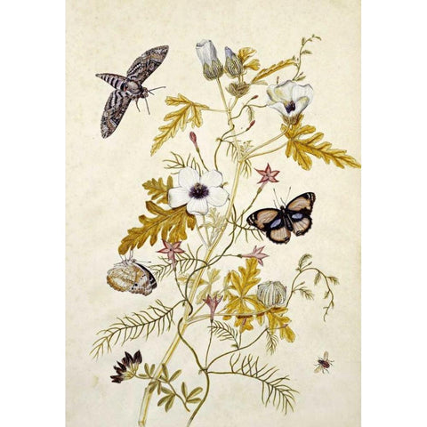 Scabious and a Cupid Flower Gold Ornate Wood Framed Art Print with Double Matting by Robins, Thomas Jr.