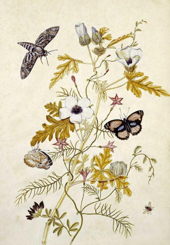 Scabious and a Cupid Flower Black Ornate Wood Framed Art Print with Double Matting by Robins, Thomas Jr.