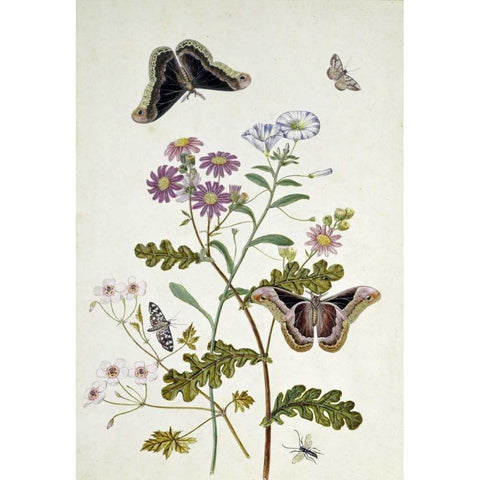 Convolvulus and Chrysanthemum Black Modern Wood Framed Art Print with Double Matting by Robins, Thomas Jr.