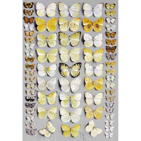 Sixty-Seven Lepidoptera White Modern Wood Framed Art Print by Rowan, Marian Ellis