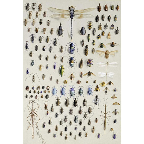 One Hundred and Fifty Insects Black Modern Wood Framed Art Print by Rowan, Nmarian Ellis