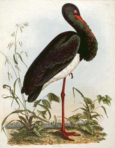 Black Stork Black Ornate Wood Framed Art Print with Double Matting by Selby, John Prideaux