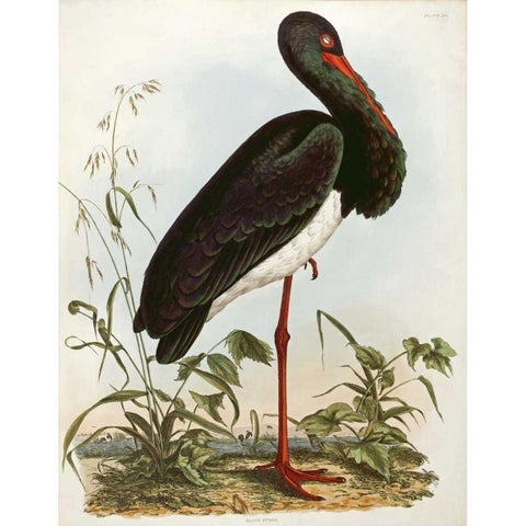 Black Stork Black Modern Wood Framed Art Print with Double Matting by Selby, John Prideaux