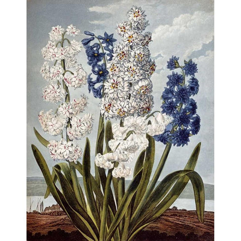Hyacynths Black Modern Wood Framed Art Print by Thornton, Robert John