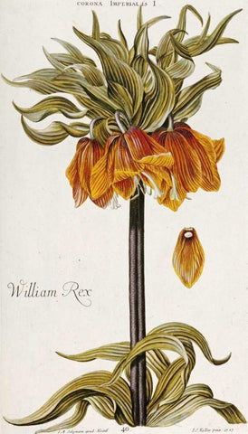 Corona Imperialis White Modern Wood Framed Art Print with Double Matting by Trew, Christoph Jacob