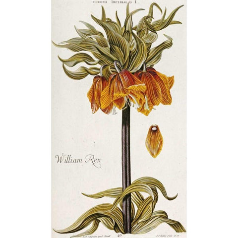 Corona Imperialis Gold Ornate Wood Framed Art Print with Double Matting by Trew, Christoph Jacob