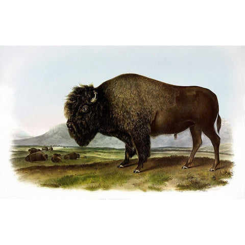 American Bison or Buffalo White Modern Wood Framed Art Print by Audubon, John James