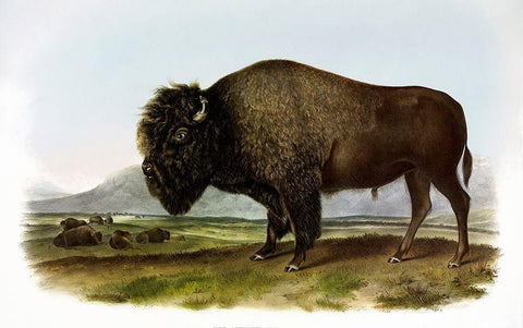 American Bison or Buffalo Black Ornate Wood Framed Art Print with Double Matting by Audubon, John James