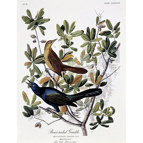 Boat Tailed Grackle - Male and Female Gold Ornate Wood Framed Art Print with Double Matting by Audubon, John James