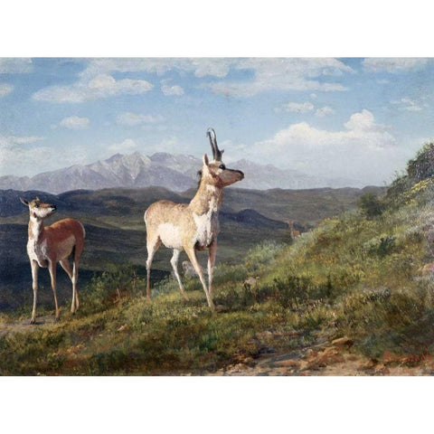 Antelope Black Modern Wood Framed Art Print with Double Matting by Bierstadt, Albert