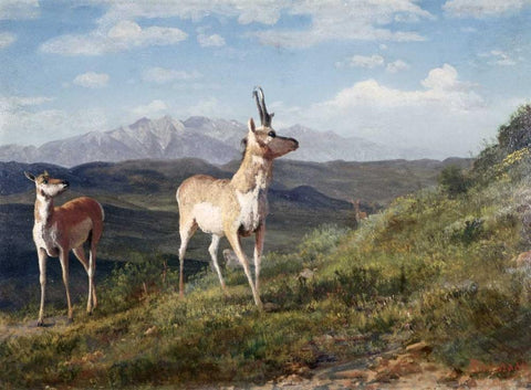 Antelope White Modern Wood Framed Art Print with Double Matting by Bierstadt, Albert