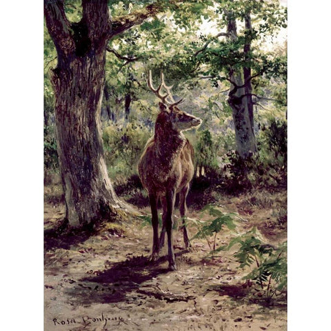 Stag On Alert, In Wooded Clearing White Modern Wood Framed Art Print by Bonheur, Rosa