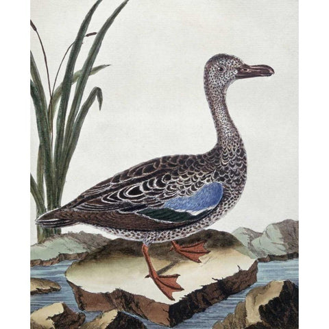 Sarcelle - Duck De Cayenne Gold Ornate Wood Framed Art Print with Double Matting by Buffon, Georges-Louis Leclerc