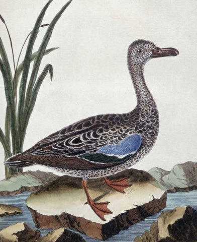 Sarcelle - Duck De Cayenne Black Ornate Wood Framed Art Print with Double Matting by Buffon, Georges-Louis Leclerc