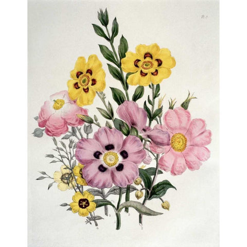 Yellow and Pink Mixed Flowers. Cistus Black Modern Wood Framed Art Print with Double Matting by Burne-Jones, Sir Edward