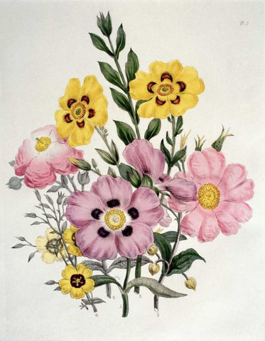 Yellow and Pink Mixed Flowers. Cistus White Modern Wood Framed Art Print with Double Matting by Burne-Jones, Sir Edward