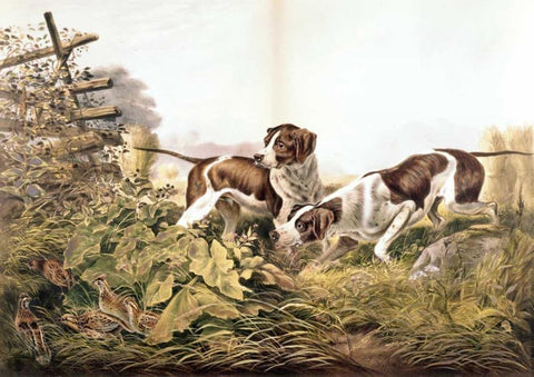 American Field Sports. On a Point. White Modern Wood Framed Art Print with Double Matting by Currier and Ives