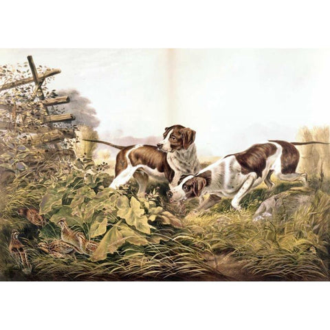 American Field Sports. On a Point. White Modern Wood Framed Art Print by Currier and Ives