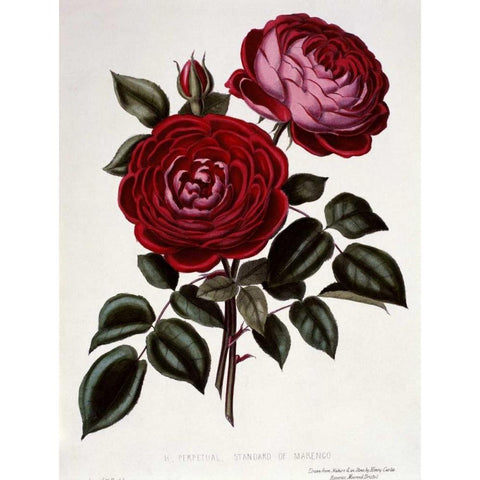 H Perpetual, Standard of Marengo White Modern Wood Framed Art Print by Curtis, Henry