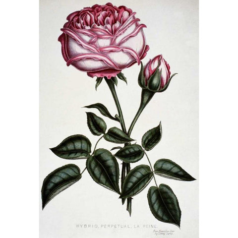 Hybrid, Perpetual, La Reine White Modern Wood Framed Art Print by Curtis, Henry