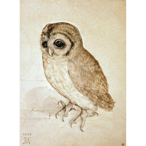 Screech Owl White Modern Wood Framed Art Print by Durer, Albrecht