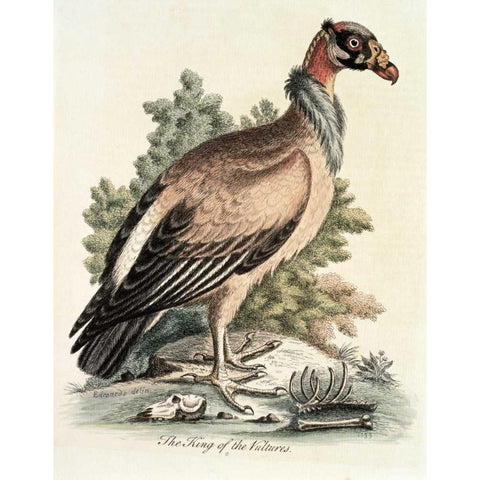 King of The Vultures White Modern Wood Framed Art Print by Edwards, George