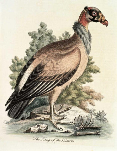 King of The Vultures Black Ornate Wood Framed Art Print with Double Matting by Edwards, George