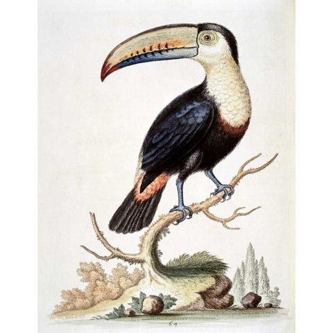 Le Toucan White Modern Wood Framed Art Print by Edwards, George