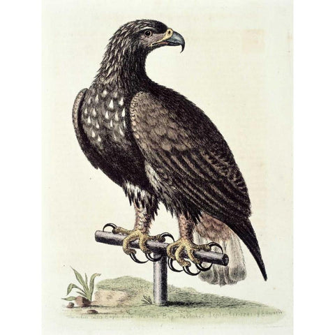 White-Tailed Eagle From Hudsons Bay Gold Ornate Wood Framed Art Print with Double Matting by Edwards, George