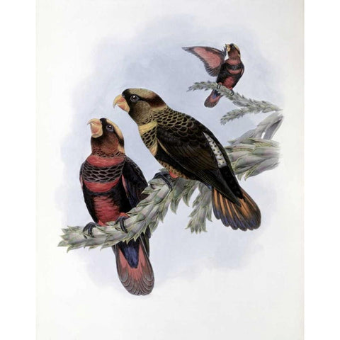 Banded Lory Black Modern Wood Framed Art Print with Double Matting by Glover, John