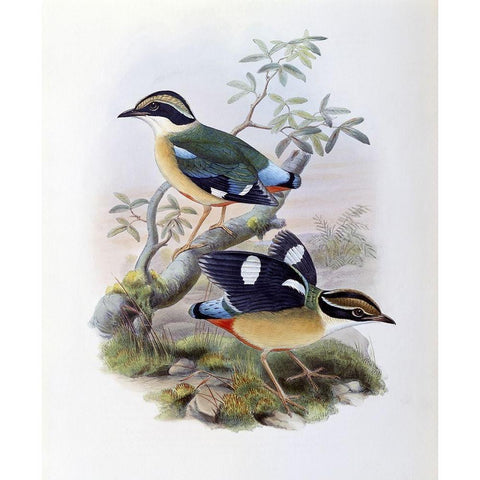 Bengal Pitta White Modern Wood Framed Art Print by Gould, John