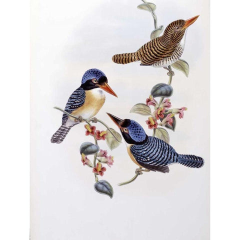 Black Faced Kingfisher Black Modern Wood Framed Art Print by Glover, John