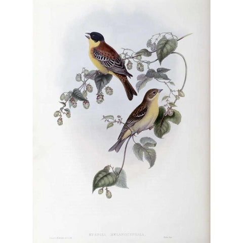 Black Headed Bunting Black Modern Wood Framed Art Print with Double Matting by Glover, John