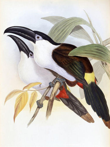 Black-Billed Hill Toucan Black Ornate Wood Framed Art Print with Double Matting by Gould, John