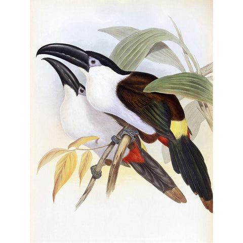 Black-Billed Hill Toucan Black Modern Wood Framed Art Print with Double Matting by Gould, John