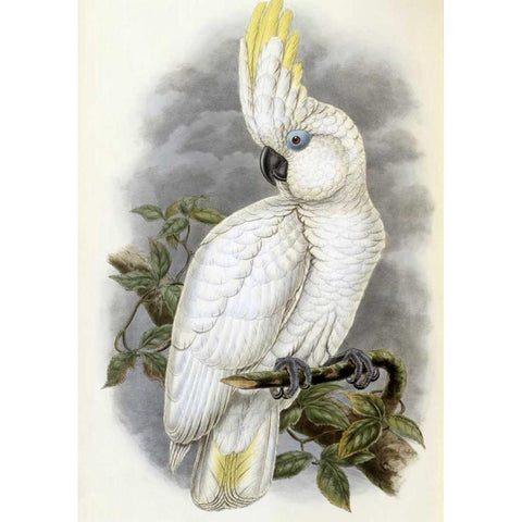 Blue-Eyed Cockatoo Black Modern Wood Framed Art Print with Double Matting by Glover, John